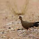 Galloperdrix rouge
