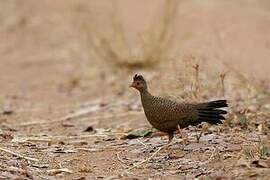 Red Spurfowl