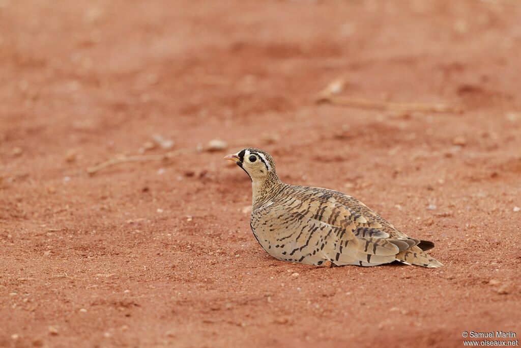 Black-faced Sandgrouse male adult