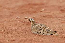 Black-faced Sandgrouse