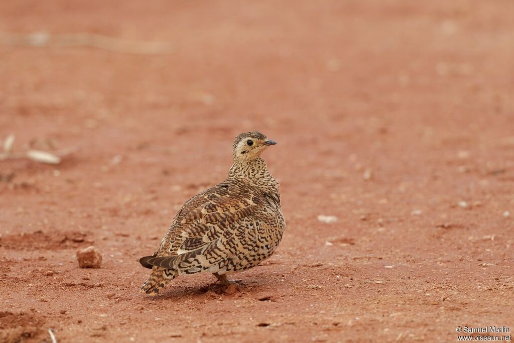 Black-faced Sandgrouse female adult