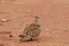 Black-faced Sandgrouse