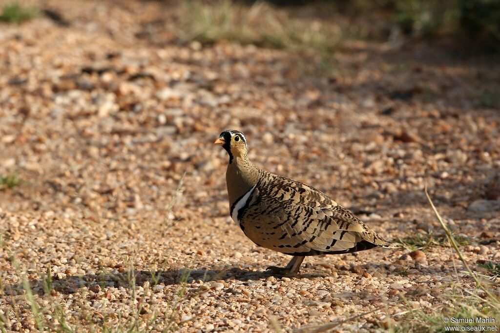 Black-faced Sandgrouse male adult