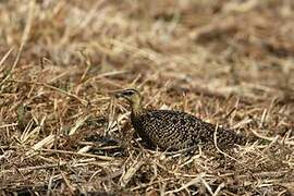 Yellow-throated Sandgrouse