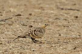Chestnut-bellied Sandgrouse