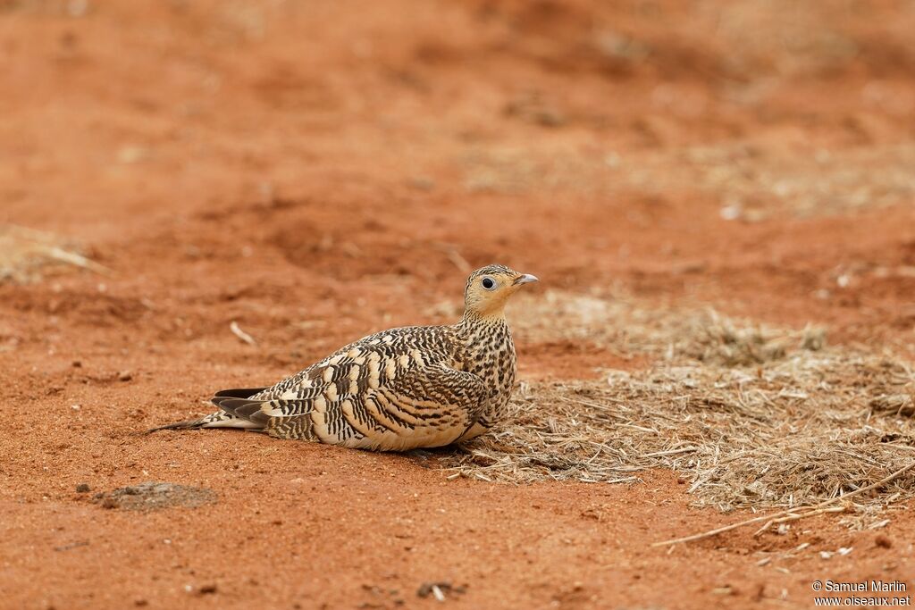 Chestnut-bellied Sandgrouse female adult