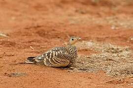 Chestnut-bellied Sandgrouse