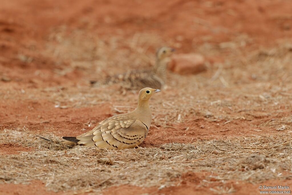 Chestnut-bellied Sandgrouse male adult