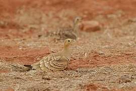 Chestnut-bellied Sandgrouse