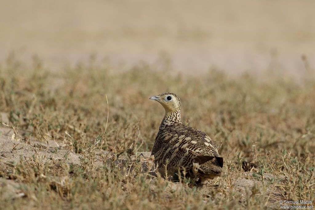 Chestnut-bellied Sandgrouse female adult