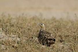 Chestnut-bellied Sandgrouse