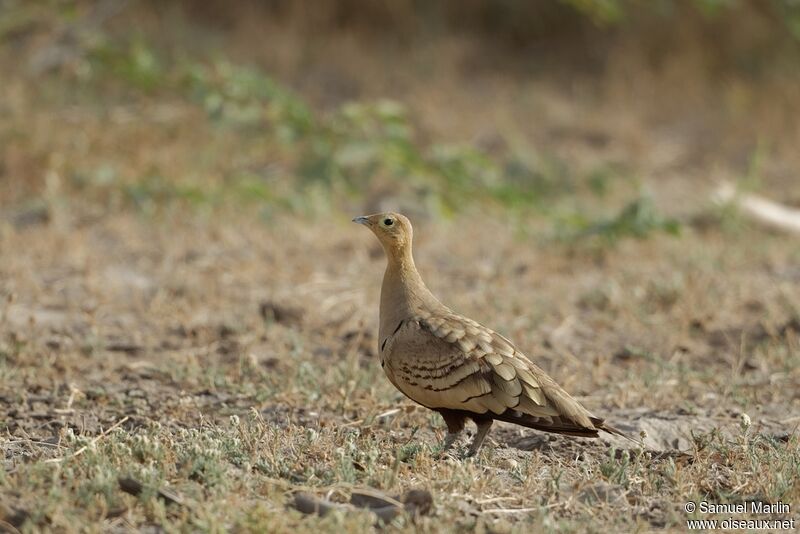 Chestnut-bellied Sandgrouse male adult