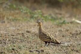 Chestnut-bellied Sandgrouse