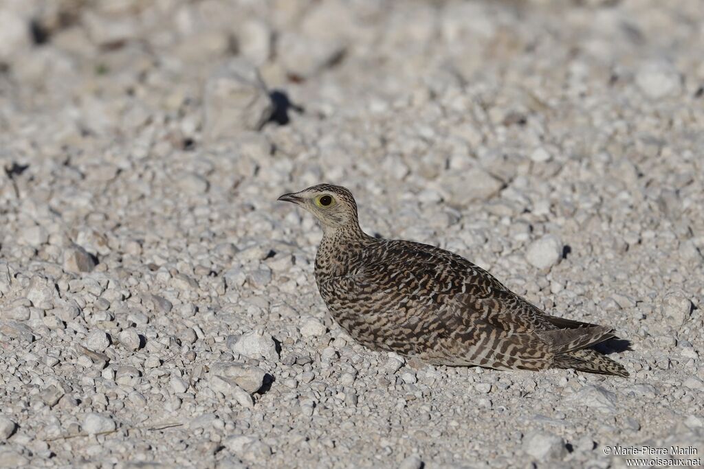 Double-banded Sandgrouse female adult