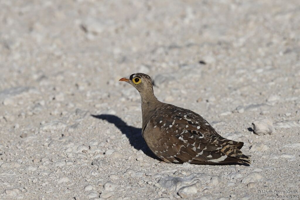 Double-banded Sandgrouse male adult