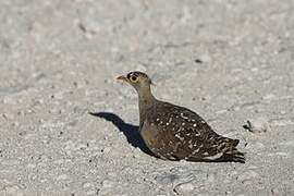 Double-banded Sandgrouse