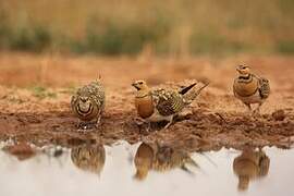 Pin-tailed Sandgrouse