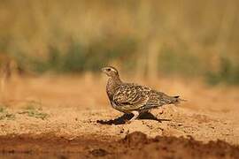 Pin-tailed Sandgrouse