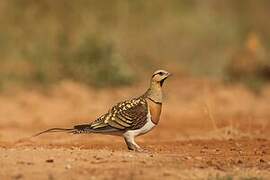 Pin-tailed Sandgrouse