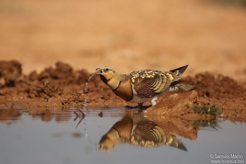Pin-tailed Sandgrouse male adult, drinks