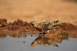 Pin-tailed Sandgrouse