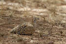 Burchell's Sandgrouse