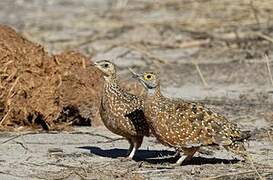 Burchell's Sandgrouse