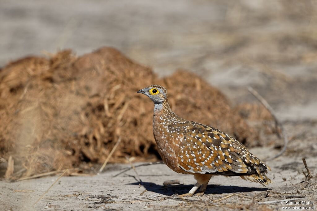 Burchell's Sandgrouse male adult