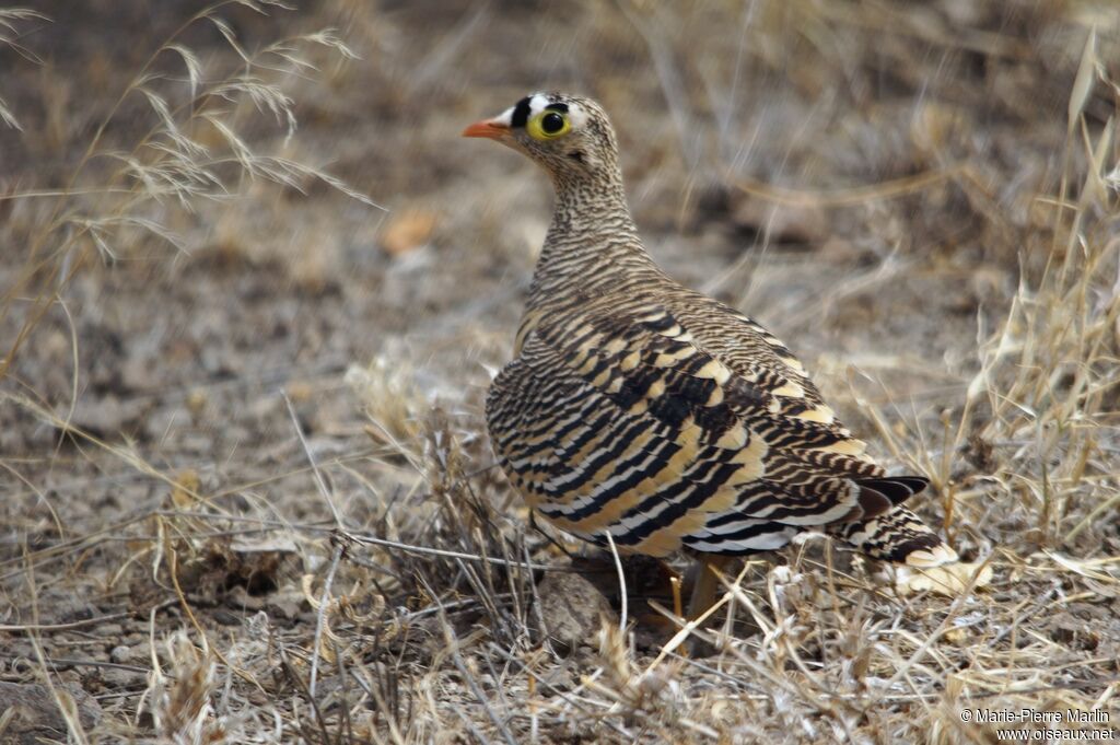 Lichtenstein's Sandgrouse