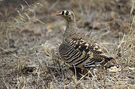 Lichtenstein's Sandgrouse