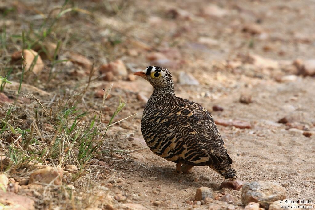 Lichtenstein's Sandgrouse male adult