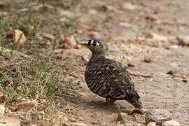 Lichtenstein's Sandgrouse