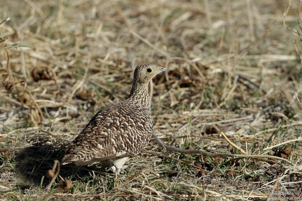 Namaqua Sandgrouse female adult