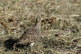 Namaqua Sandgrouse