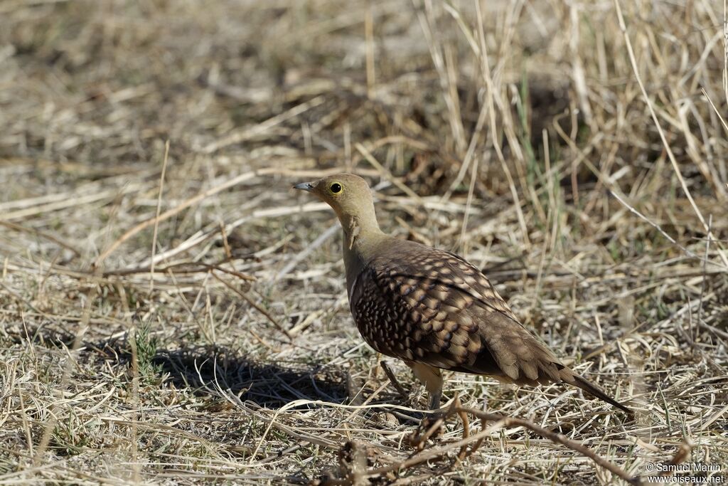 Namaqua Sandgrouse male adult