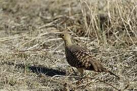 Namaqua Sandgrouse