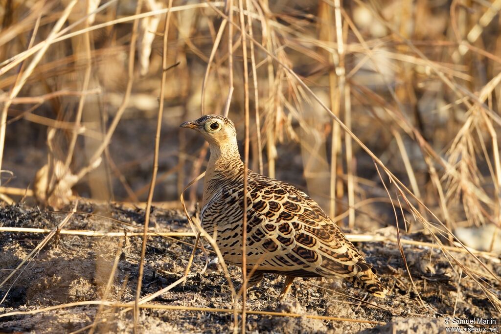 Four-banded Sandgrouse female adult