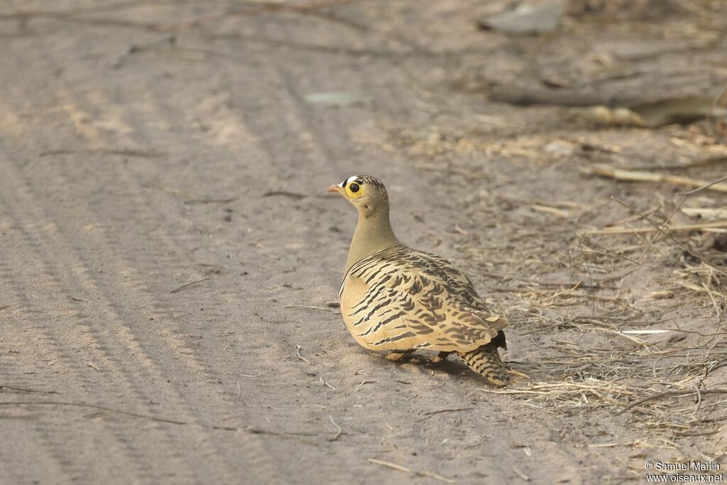 Four-banded Sandgrouse male adult