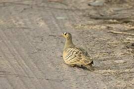 Four-banded Sandgrouse