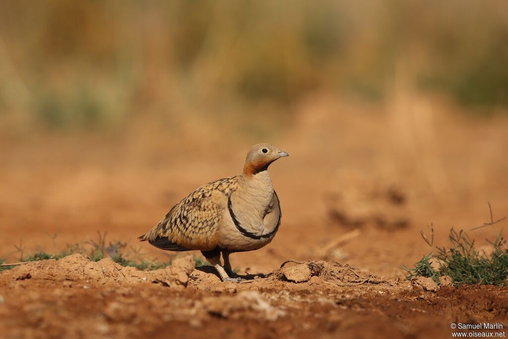 Black-bellied Sandgrouse male adult