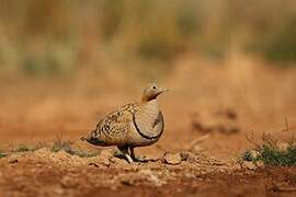 Black-bellied Sandgrouse