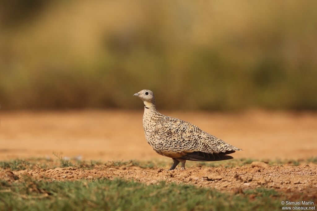 Black-bellied Sandgrouse female adult