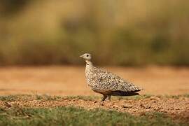 Black-bellied Sandgrouse