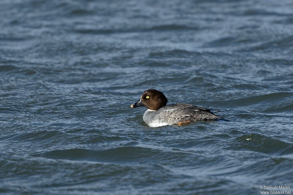 Common Goldeneye female adult