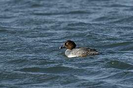 Common Goldeneye