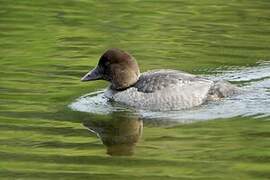 Common Goldeneye