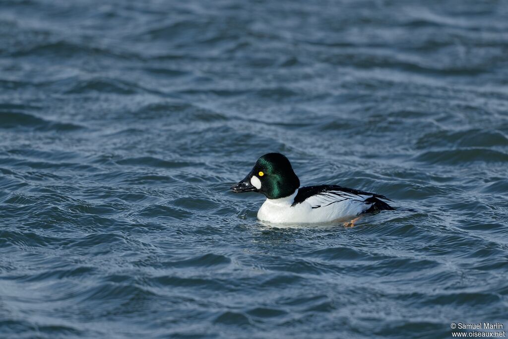 Common Goldeneye male adult