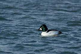 Common Goldeneye