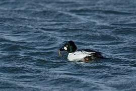 Common Goldeneye