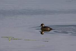 Bufflehead